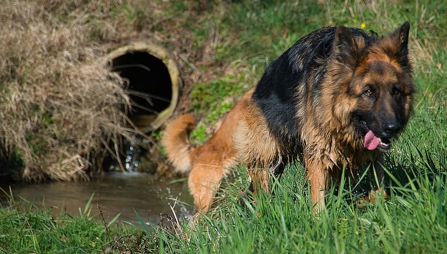 หมา, แม่น้ำ, คนเลี้ยงแกะเยอรมัน, สัตว์, สุนัข, ธรรมชาติ, สัตว์เลี้ยง, น่ารัก, หญ้า, สุนัขสายพันธุ์แท้, สุนัขชีพด็อก