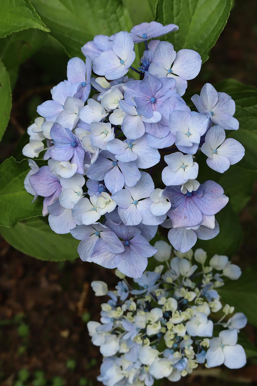přírodní, rostlina, květiny, hortenzie, modrý