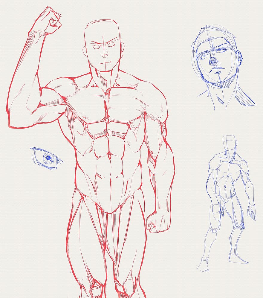 kropp, menn, menneskelig, anatomi, muskel, posere, tegning