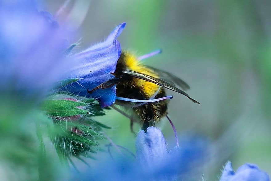 abeja, insecto, polinizar, polinización, flor, insecto con alas, alas, naturaleza, himenópteros, entomología, de cerca