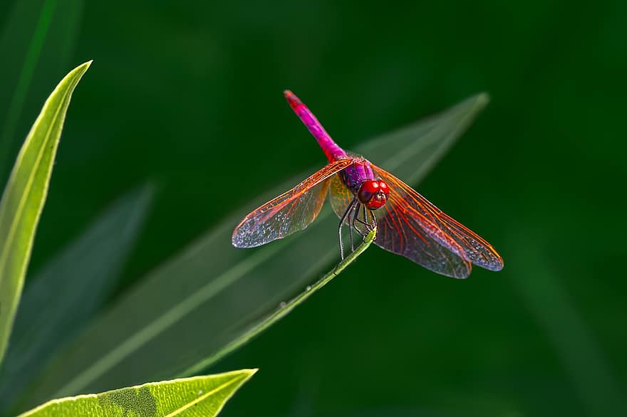 dragonfly, insekt, stilk, lilla-rødmet darter, fiolett-merket darter, trithemis annulata, fiolett dropwing, dyr, anlegg, natur, skjønnhet i naturen