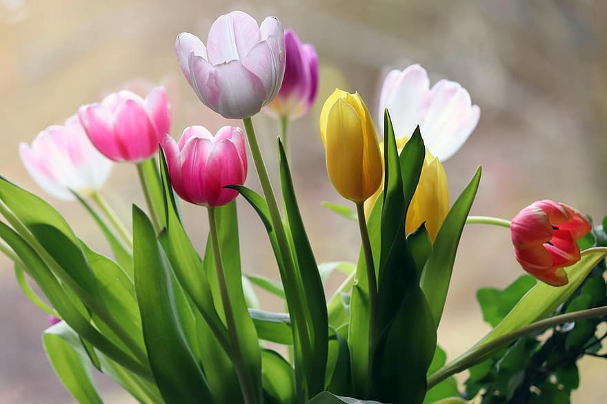 tulip, bunga-bunga, banyak, seikat bunga, Seikat Tulip, buket, karangan bunga tulip, musim semi, bunga musim semi, bunga berwarna-warni, berkembang