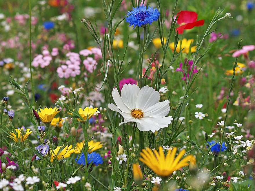 kukat, kukka niitty, luonnonvaraiset kukat, kasvisto, blütenmeer, kukinta, värikäs