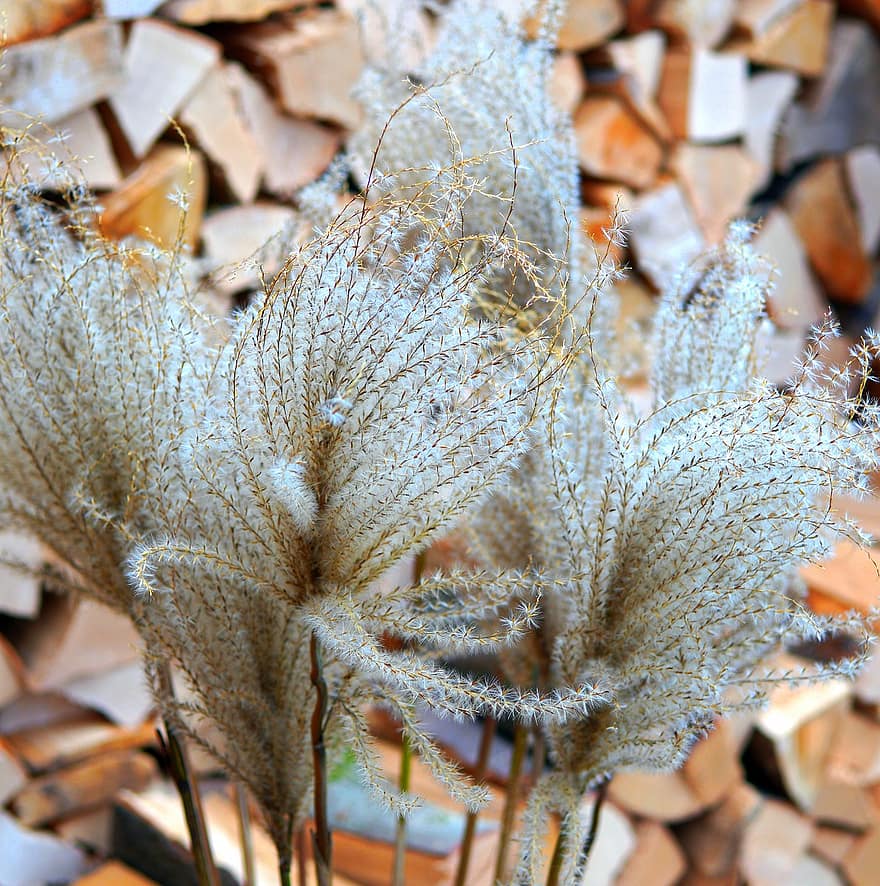 Grasses, Plants, Withered, Dry, Dried Grass, Decorative, Decoration