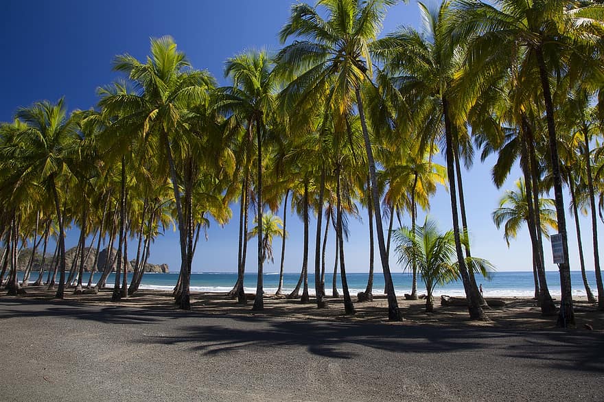 Beach, Palms, Paradise, Tropical, Palm Trees, Trees, Tropical Island, Sea, Ocean, Shore, Seashore
