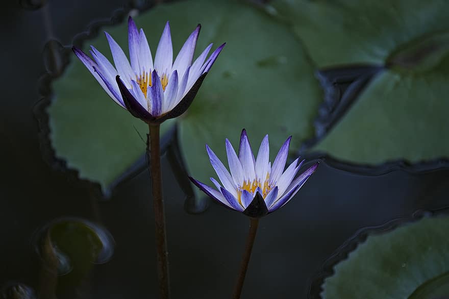 Water Lilies, Pond, Lily Pads, Flowers, Bloom, Blossom, Flora, Aquatic Plants, Nature, Lotus Flowers, Natural