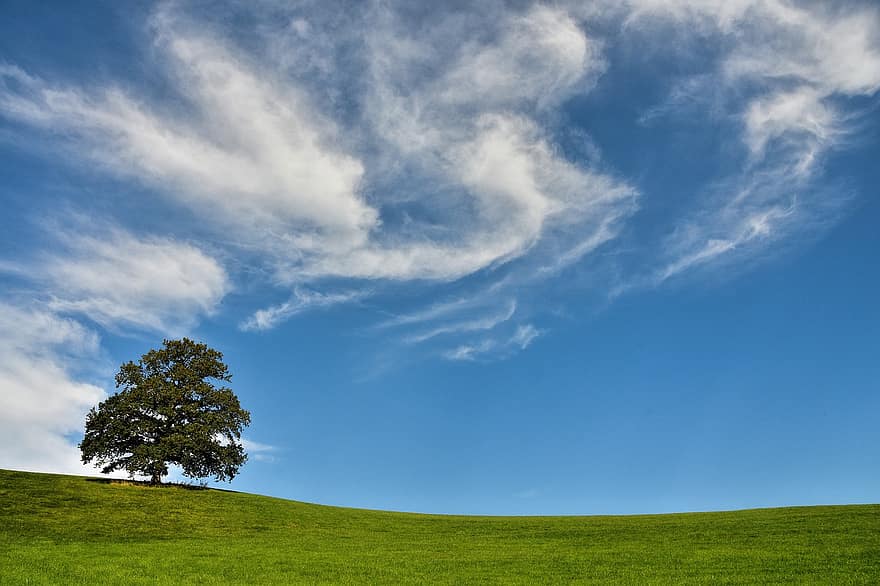 tre, skyer, høyde, gress, natur, eng, sommer, blå, landlige scene, grønn farge, landskap