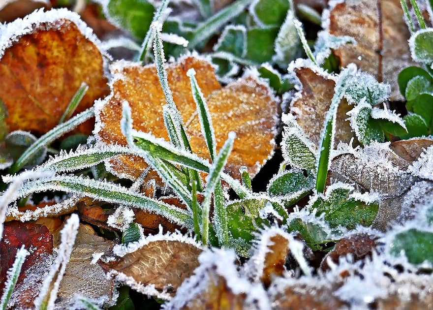 rimfrost, vinter-, snö, natur, löv, blad, närbild, frost, växt, is, säsong