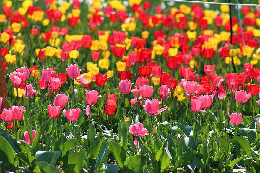 tulipanes, las flores, plantas, pétalos, floración, flora, jardín, campo, prado, primavera, naturaleza