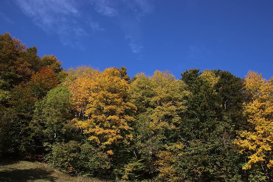 hutan, pohon, jatuh, musim gugur, alam, kuning, musim, daun, multi-warna, biru, pemandangan pedesaan