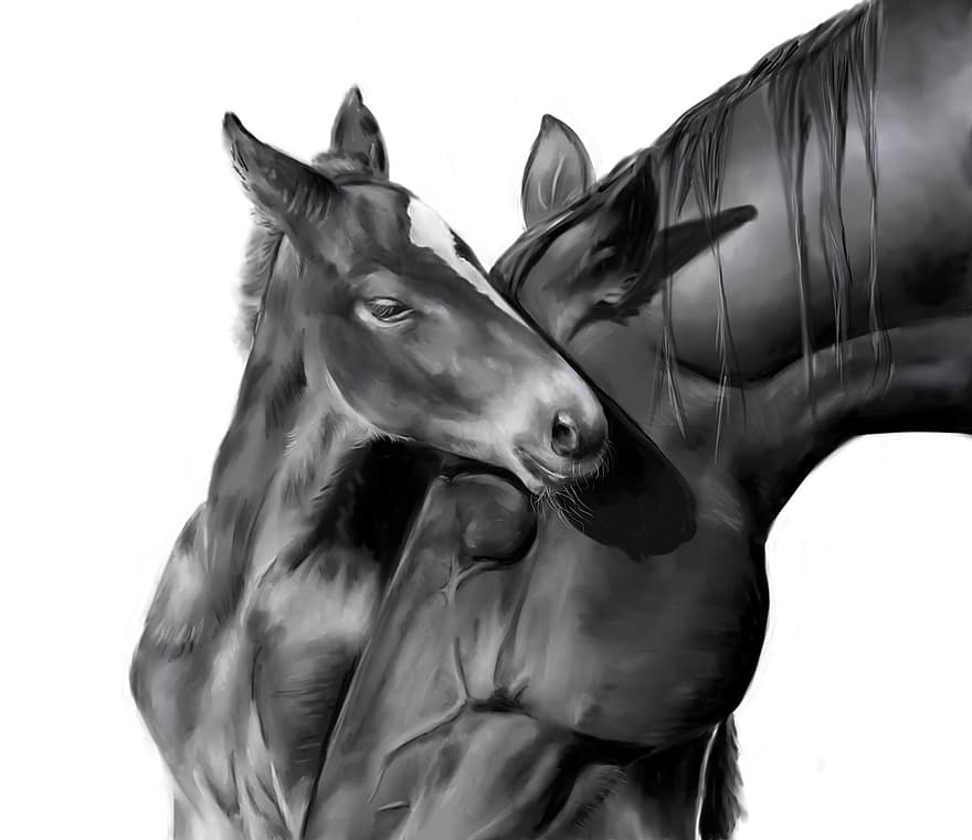 anak kuda, kuda, kuda betina, hitam dan putih, hewan, alam, royalti, lukisan, padang rumput, kuda poni, mencongklang
