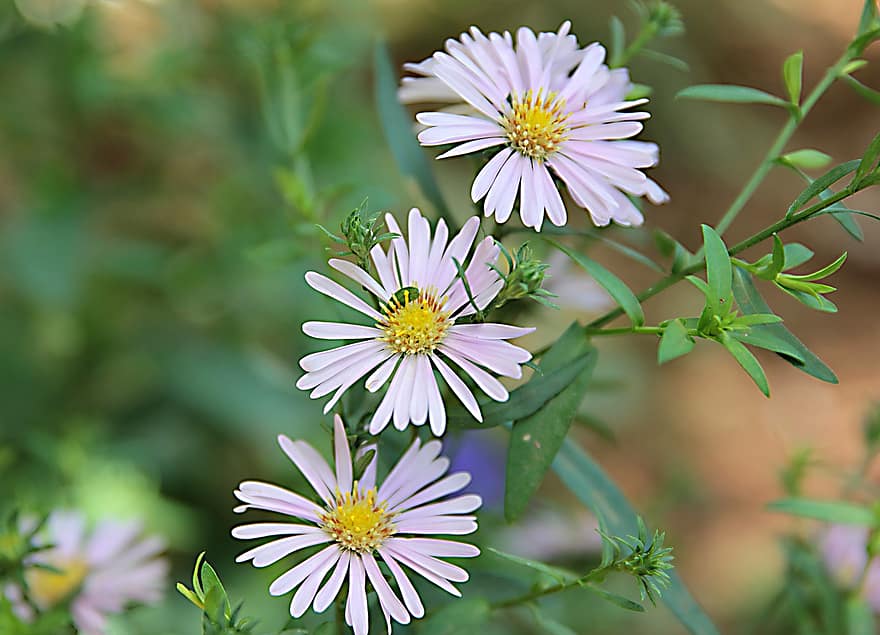 Aster, Stars Pat, Flower, Plant, Flora, Blooming, Bloom, Garden, Beautiful, Daisy, Color