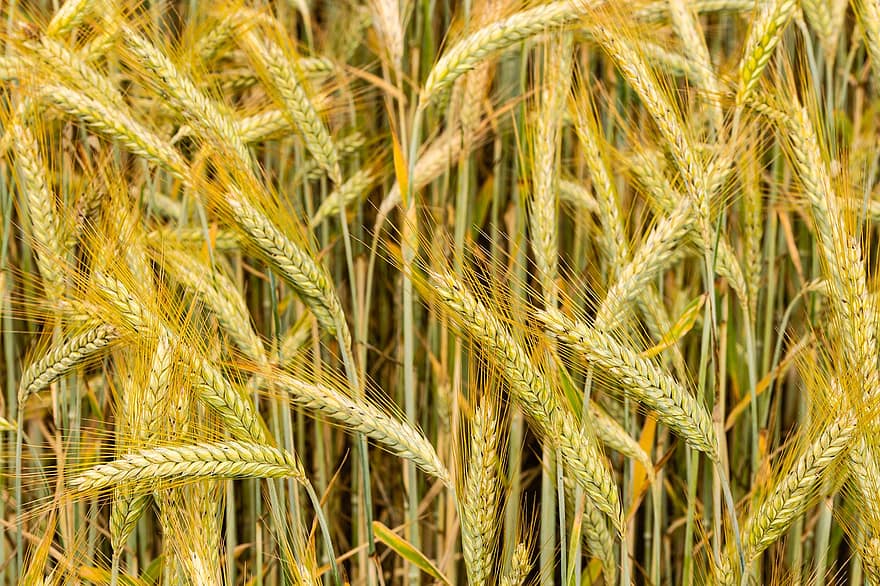 Rye, Cereals, Grain, Summer, Crop, Agriculture, Harvest, Rye Field, Spike, Cornfield, Field