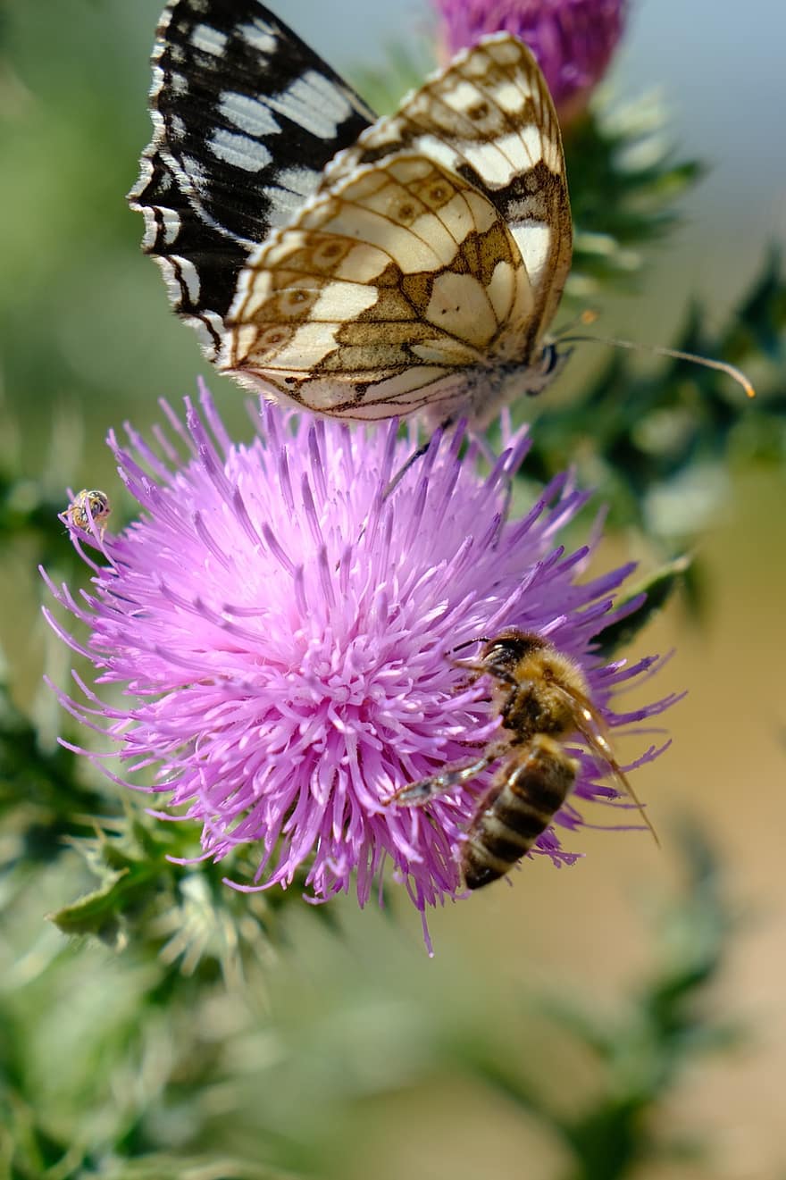tauriņš, bite, apputeksnēt, zieds, dadzis, apputeksnēšana, kukaiņi, spārnotie kukaiņi, tauriņu spārni, zied, flora