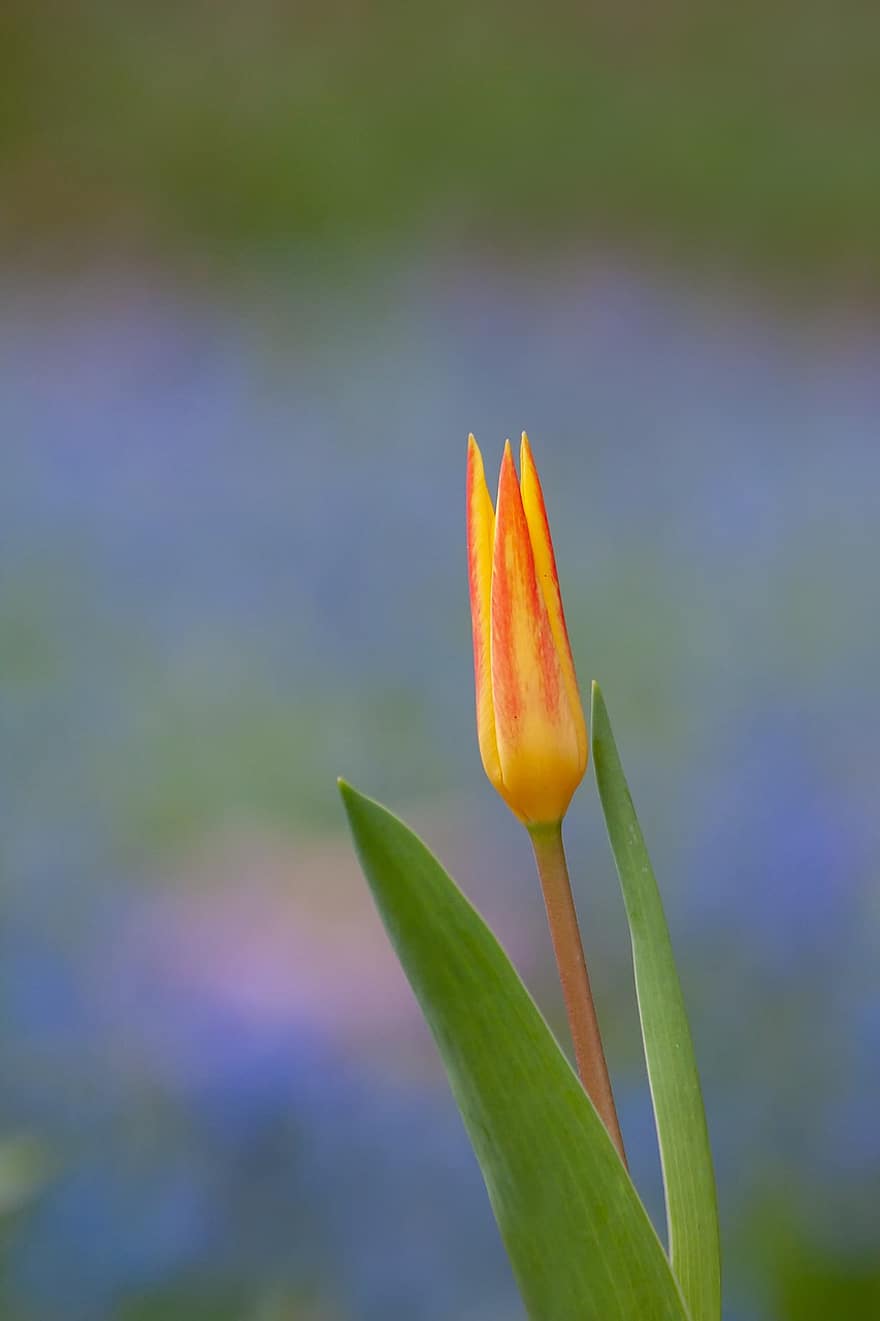 Flower, Tulip, Nature, Spring, Bud, Botany, Growth, plant, close-up, summer, yellow
