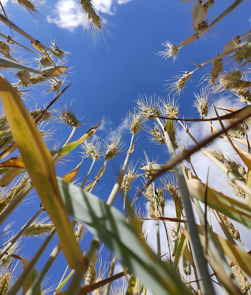 ladang jagung, langit biru, awan, gandum, biru, bidang, sereal, pertanian, pedesaan, suasana hati, musim panas