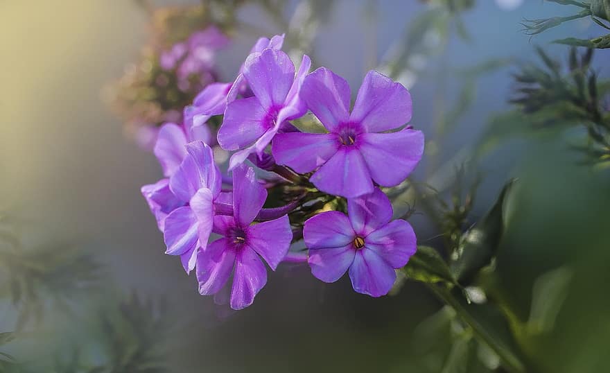 Flowers, Purple Flowers, Bloom, Blossom, Purple Petals, Petals, Flora, Floriculture, Horticulture, Botany, Plants