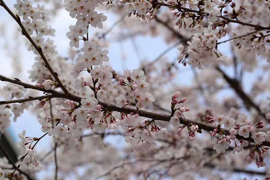 kirsikankukkia, sakura, kukat, luonto, lähikuva, kevät, haara, puu, kausi, kukka, kasvi