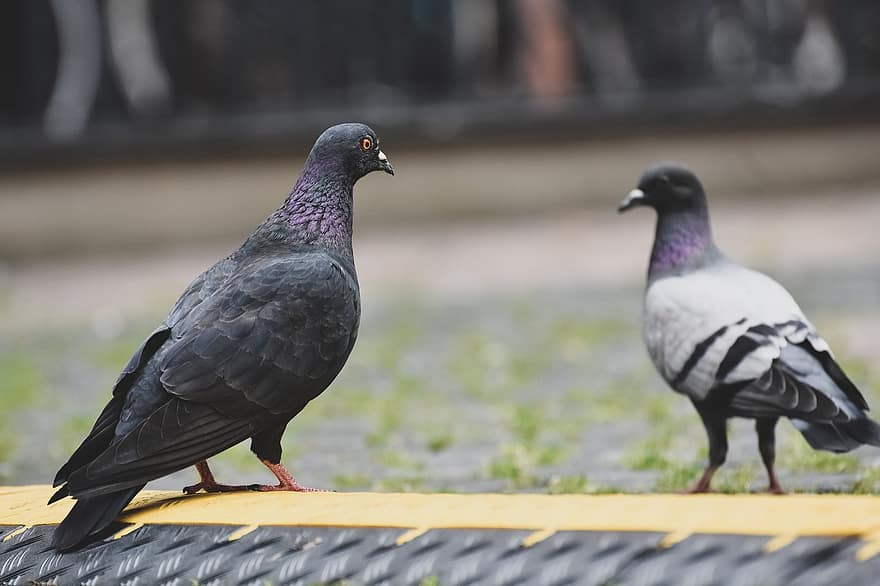 les pigeons, pigeons de la ville, des oiseaux, la nature
