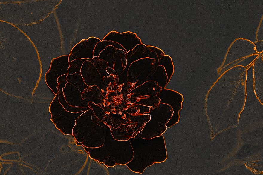 rose noire, fleur, contours