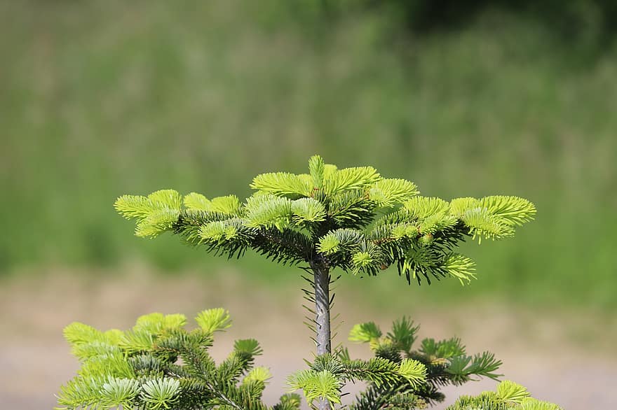 cây thông, kim tiêm, chi nhánh, lá, cây thông caucasian, Nordmann Spruce, cây tùng bách, thường xanh, cây, mùa xuân, Thiên nhiên
