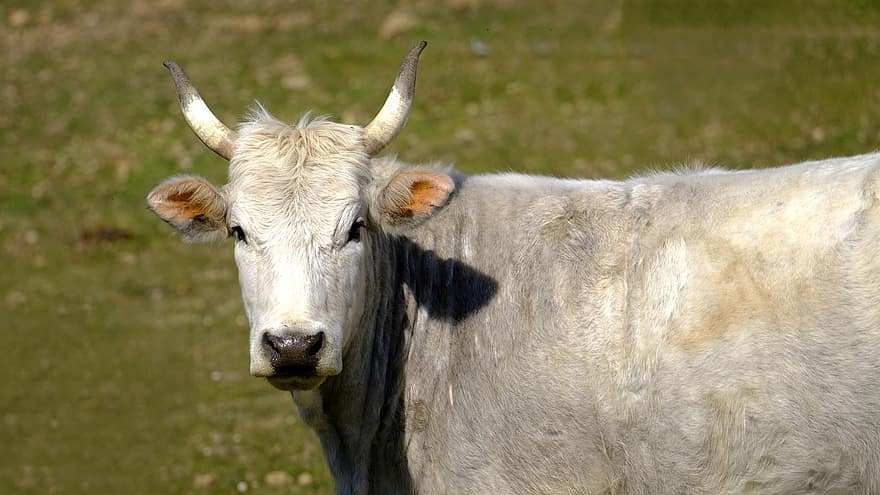 Kuh, das Vieh, Hörner, Vieh, Bauernhof, Tier, Natur, Säugetier, Landwirtschaft, ländlich, Landschaft