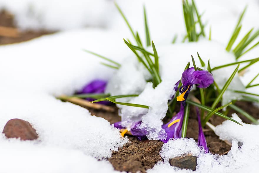 Primroses, Snowdrops, Snow, Flowers, Nature, Plants, Winter, Close Up, close-up, plant, crocus