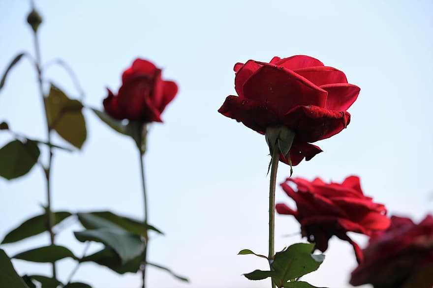 червени рози, цвете, пъпка, червено цвете, Кадифена роза, растение, небе