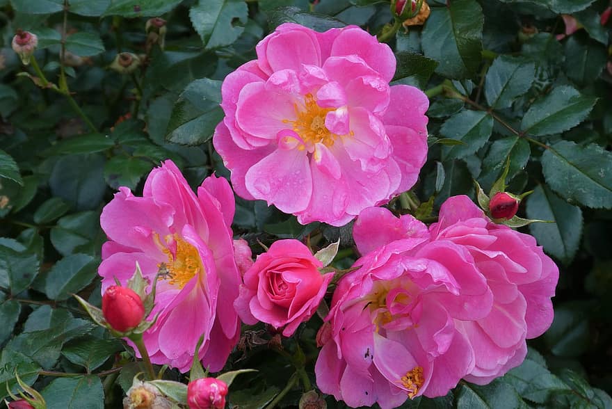 Roses, Flowers, Pink Roses, Rose Bloom, Petals, Rose Petals, Bloom, Blossom, Garden Rose, Flora, Plants