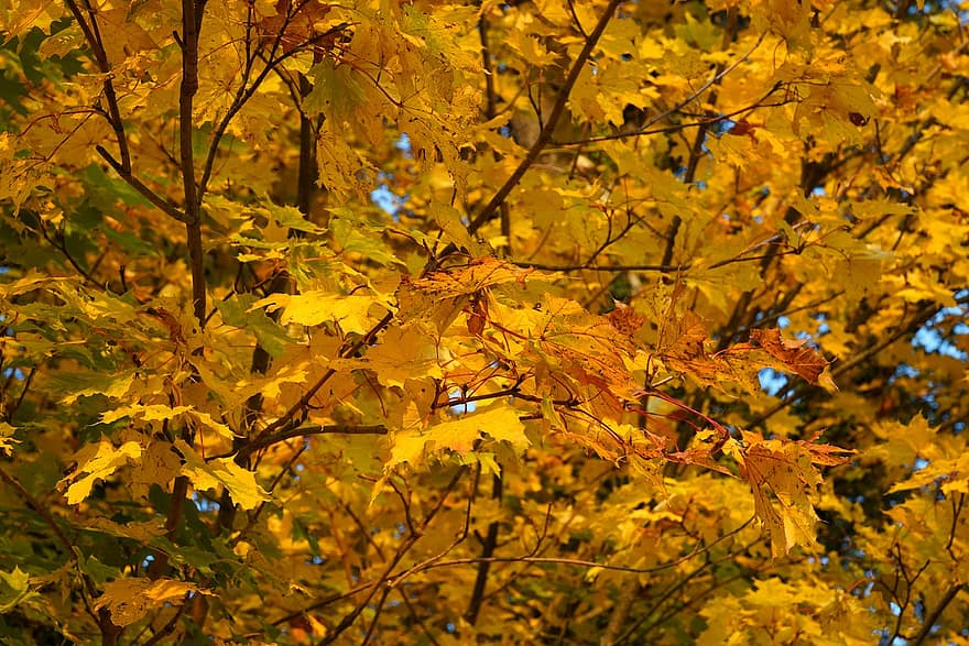 jesień, klon, odchodzi, drzewo, listowie, jesienne liście, sezon jesienny, spadek liści, Natura