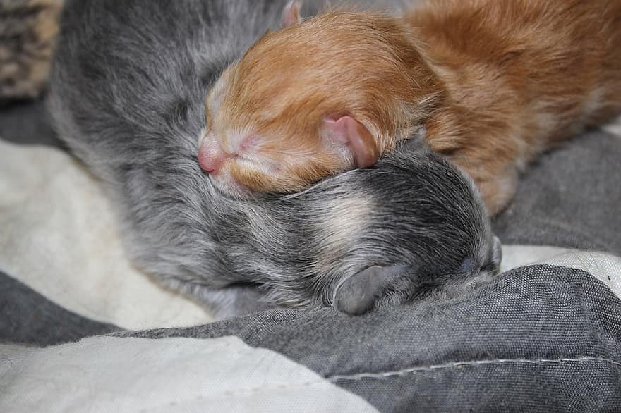 uroczy, koty, kotek, zwierzę, niemowlę, Nowo narodzony kot, łóżko