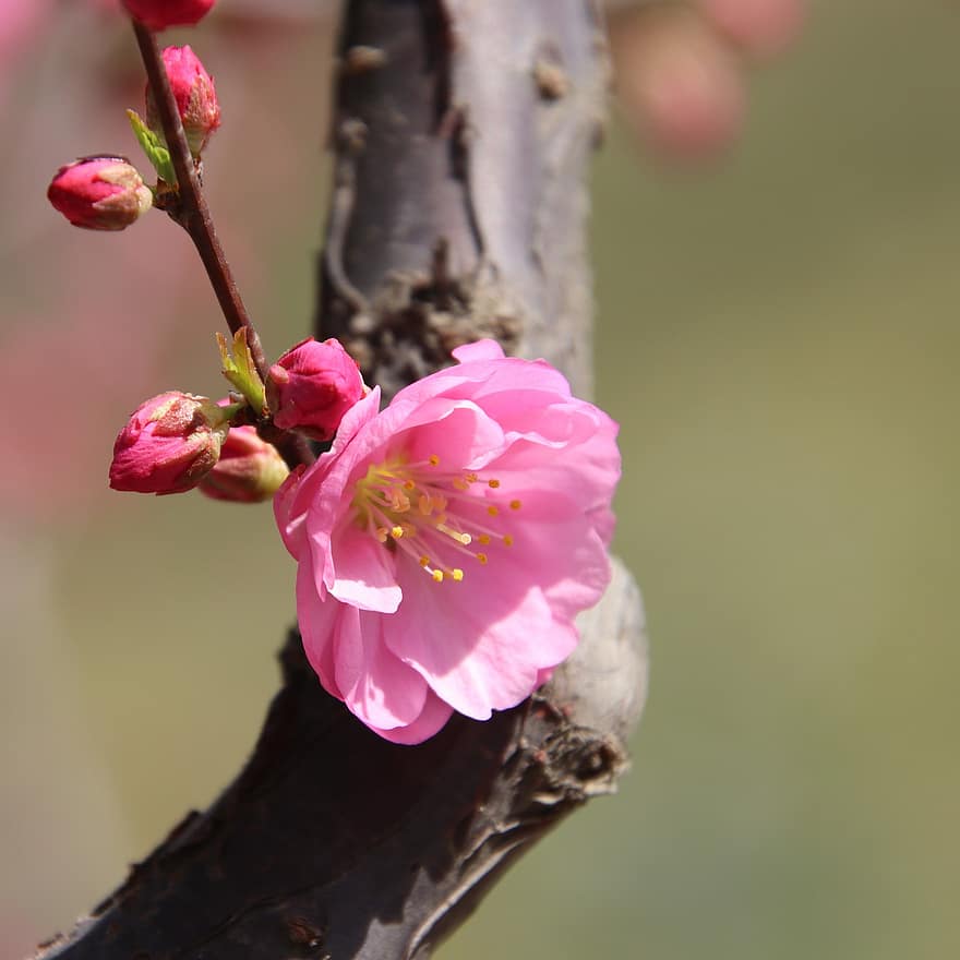 桃の花、芽、ブランチ、春の花、春、木、工場、自然