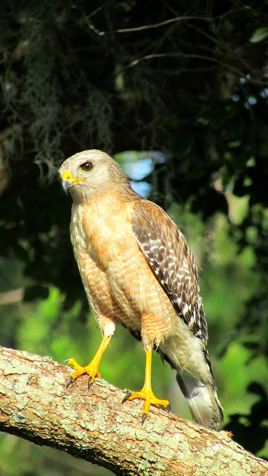 Red-shouldered, Hawk, Bird, Perched, Animal, Feathers, Plumage, Beak, Bill, Bird Watching, Ornithology