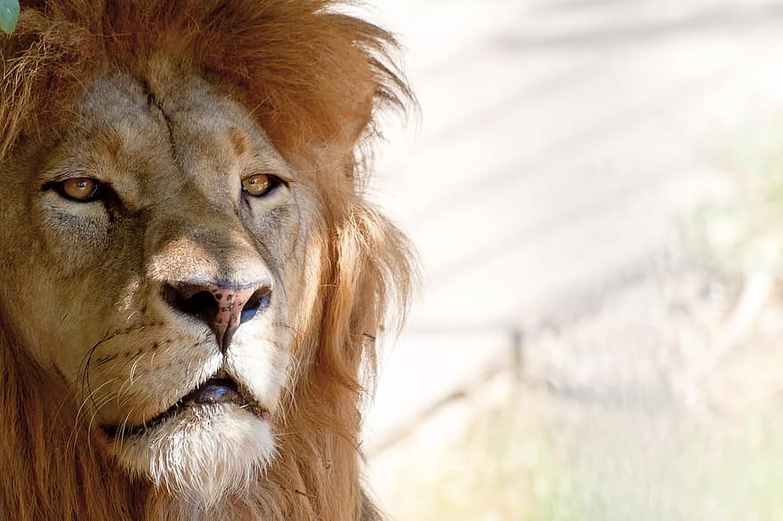 Leone, re, ritratto, criniera, testa di leone, grugno, museruola, gatto selvatico, grande gatto, selvaggio, animale selvaggio