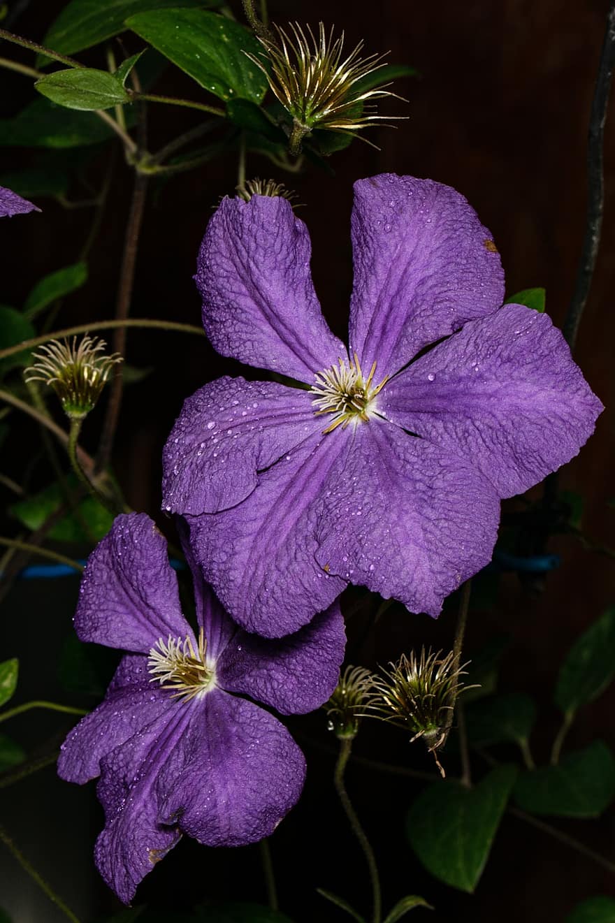 clematis, zieds, ziedlapiņa, raksturs, violets, vasarā, dekoratīvie augi