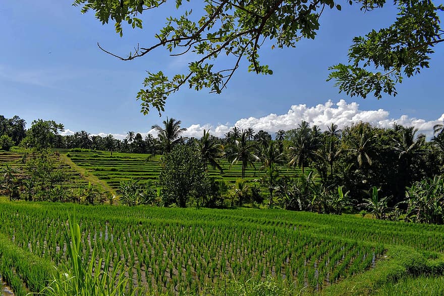 bali, risfält, indonesien, lantbruk, ris terrasser, jordbruk, natur, lantlig, landsbygden