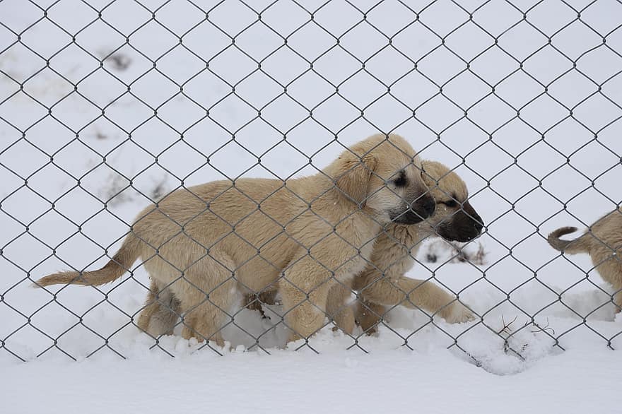 pies, szczenięta, płot, śnieg, zwierzęta uliczne, uroczy, zimowy, zwierzęta domowe, młode zwierzę, szczeniak, psi