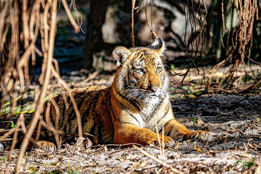 tygr, Kočkovitý, mládě, mladý, dítě, hravý, Malajské tygří mládě, savec, zvíře, volně žijících živočichů, Příroda