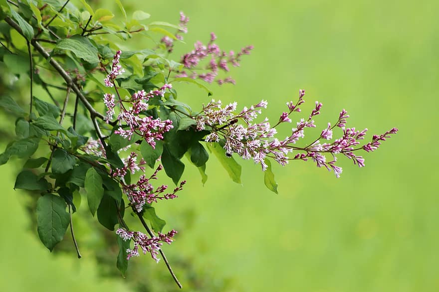 tamarisk, Jarní tamaryšek, Tamarix Parviflora, větev, kvetoucí větev, listy, rostlina, keř, detail, list, letní