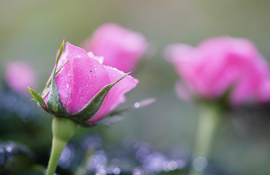 rosa, flor, orvalho, gotas de orvalho, gotículas, flor rosa, Flor rosa, rosa rosa, Flor, florescendo, plantar