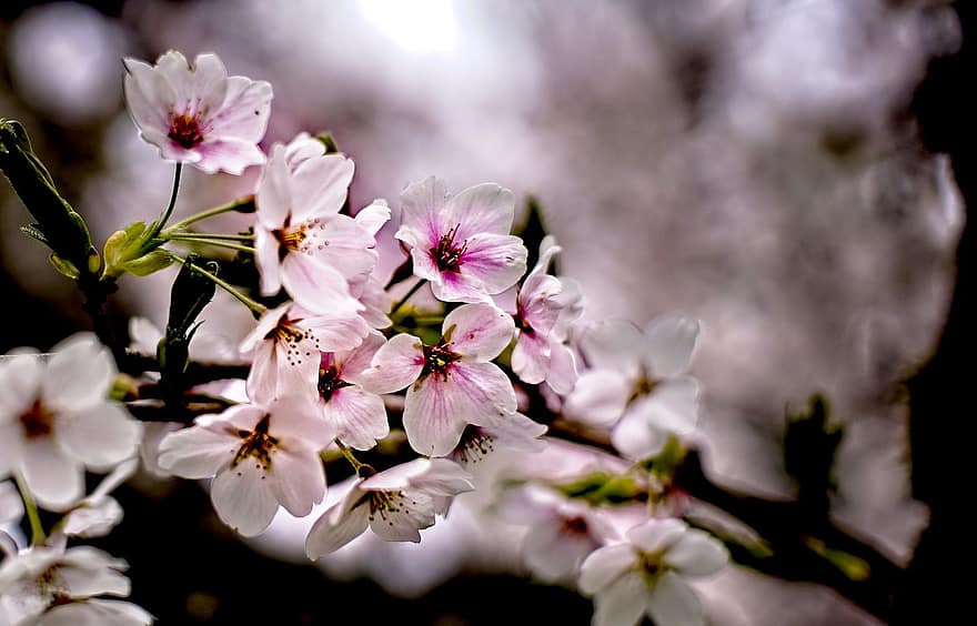 cseresznye virágok, tavaszi, természet, virágzás, virágok, Sakura, szirmok, virágzik, növekedés