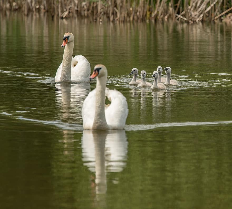 Bird, Swans, Ducklings, Family, Animal, Nature, Wildlife, Wild, Young, swan, water