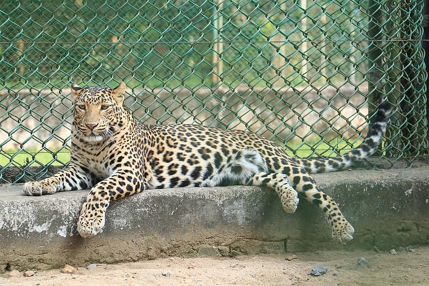 jaguar, dyr, pattedyr, stor katt, vilt dyr, dyreliv, dyrehage, innhegning, fauna, apex rovdyr, natur