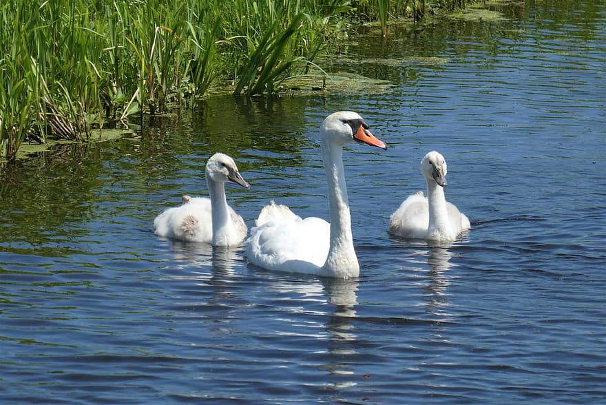 Swans, Birds, White Swans, Lake, Swim, Animals, Water Birds, Waterfowls, Beak, Plumage, Feathers