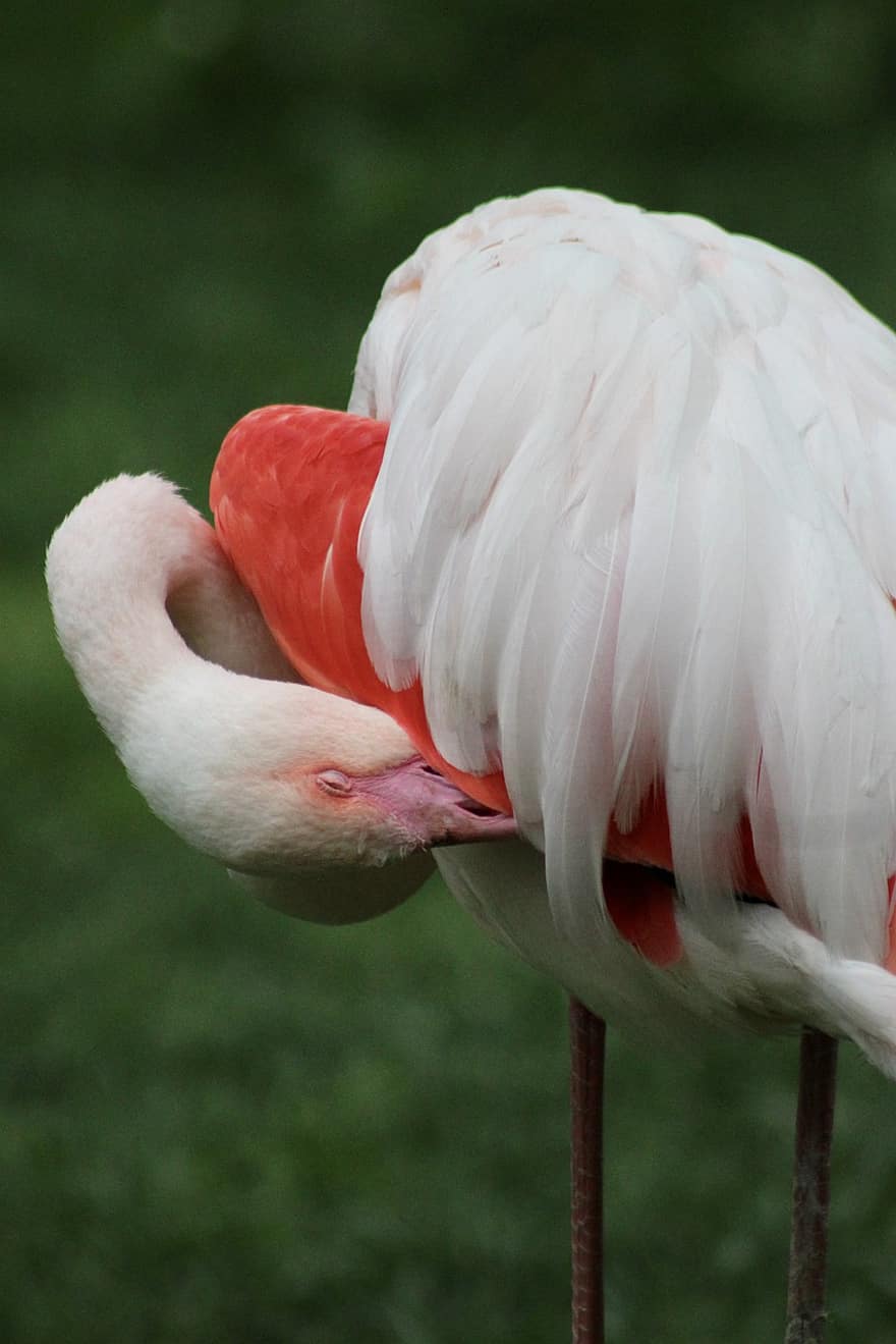 flamingo, burung, kebun binatang, alam, hewan