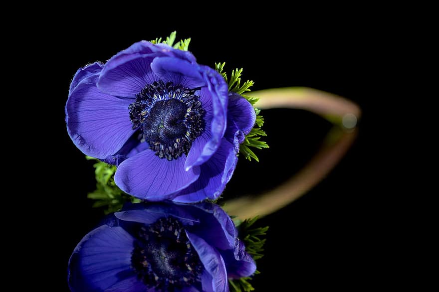 Anemone, Blume, Reflexion, Blütenblätter, blaue Blume, Frühling, blühen, Pflanze, dunkel, Nahansicht, Blau