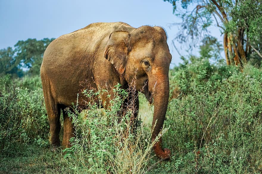 elefante, safari, Sri Lanka, fauna silvestre, naturaleza, mamífero, sabana, animales en la naturaleza, animales de safari, tronco de animal, bosque tropical