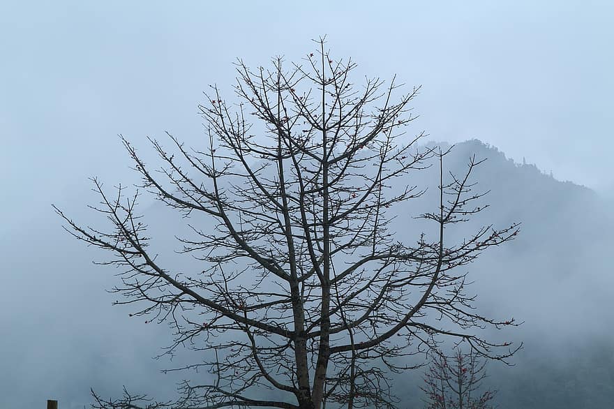 木、寂しい、曇り、自然、風景、一人で、山、ハイキング、冬、立っている、屋外