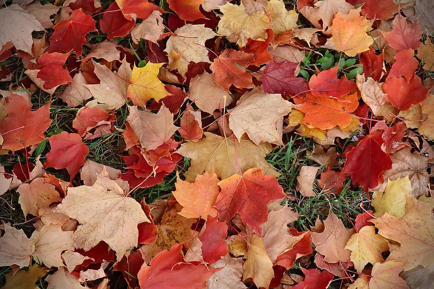 клен, листя, падіння, осінь, кленові листи, осінні листки, трави, природи
