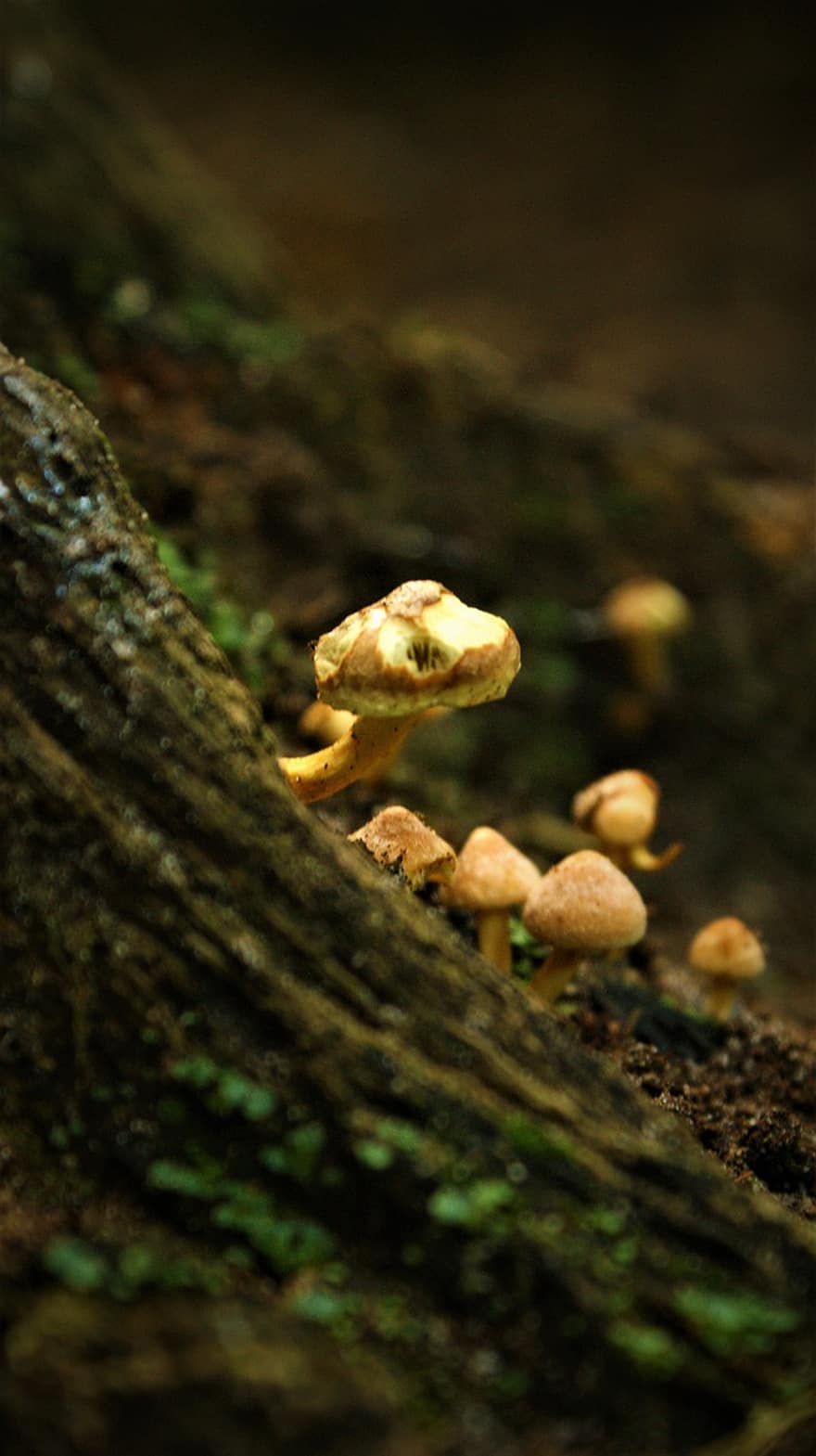 гриби, дерево, ліс, грибки, лісові гриби, пеньок, природи, осінь, падіння